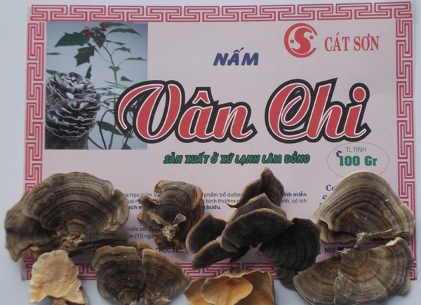 Vĩnh Phúc Hiệu quả kinh tế từ mô hình sản xuất nấm vân chi #20 Vĩnh Phúc Hiệu quả kinh tế từ mô hình sản xuất nấm vân chi
